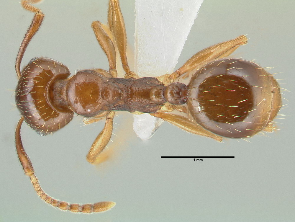 Aphaenogaster subterranea, Arbeiterin, dorsal