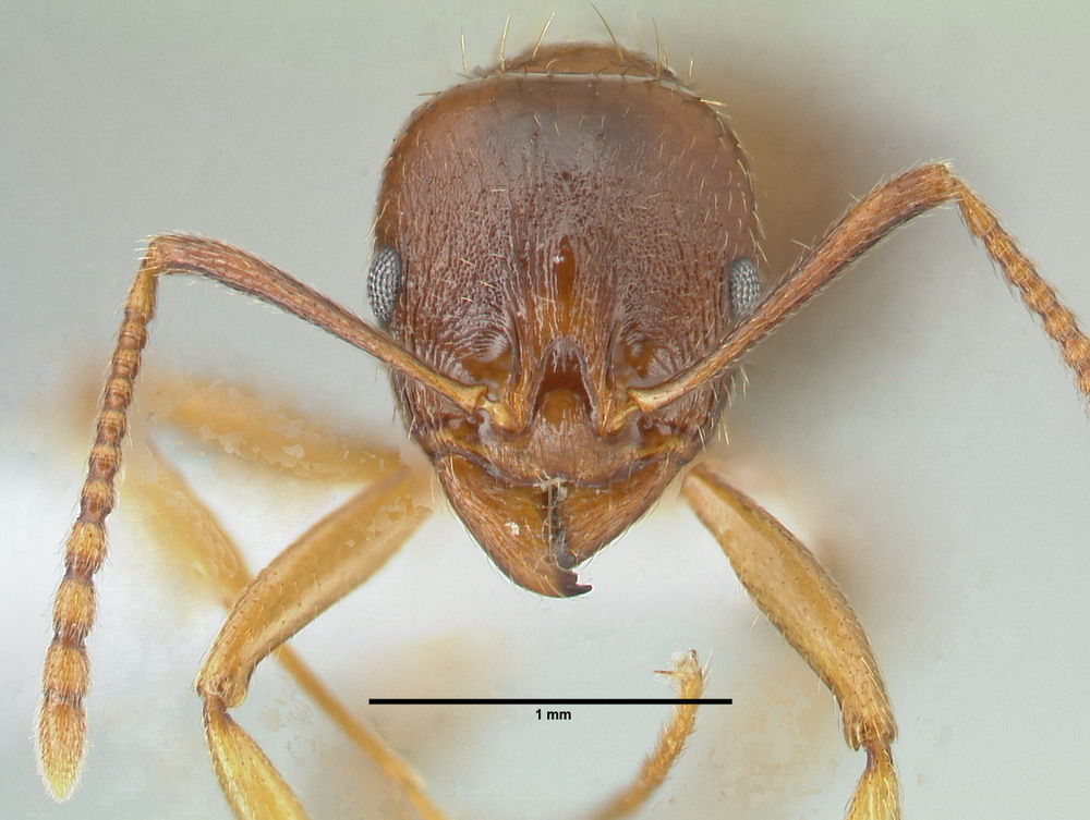 Aphaenogaster subterranea, Arbeiterin, frontal