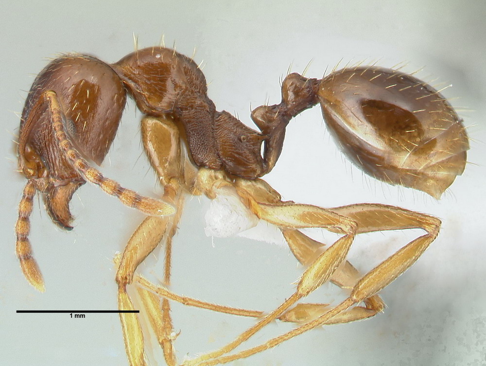Aphaenogaster subterranea, Arbeiterin, lateral