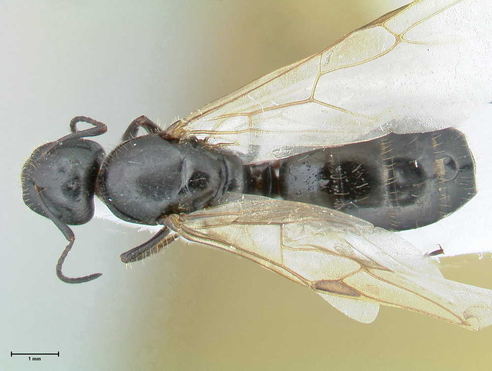 Camponotus aethiops, Königin, dorsal