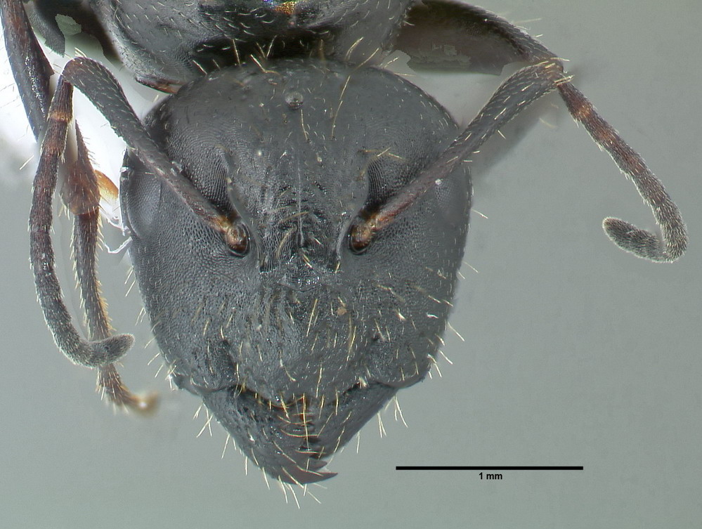 Camponotus aethiops, Königin, frontal