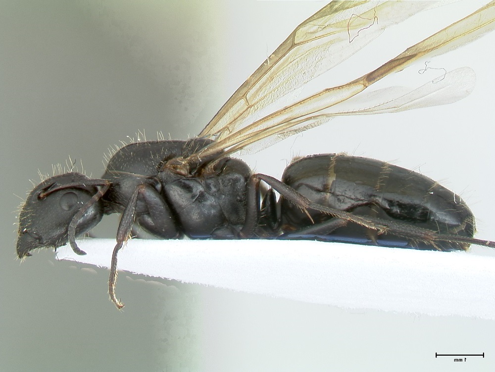 Camponotus aethiops, Königin, lateral