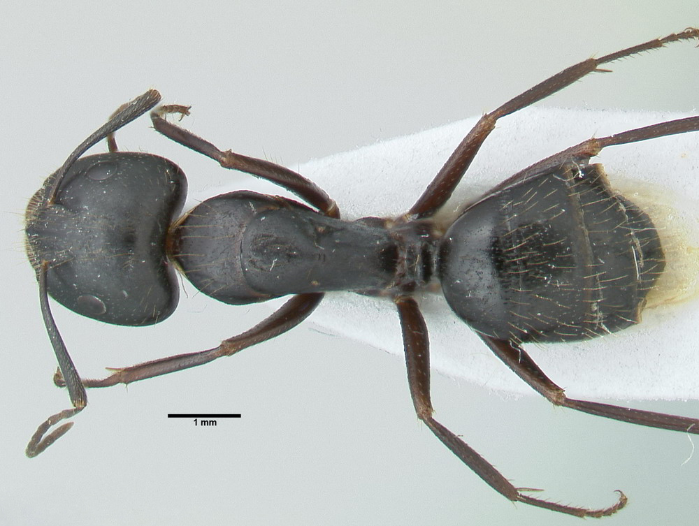Camponotus aethiops, große Arbeiterin, dorsal