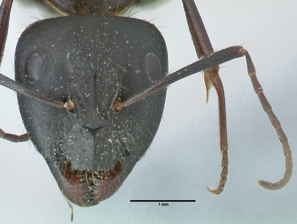 Camponotus aethiops, große Arbeiterin, frontal