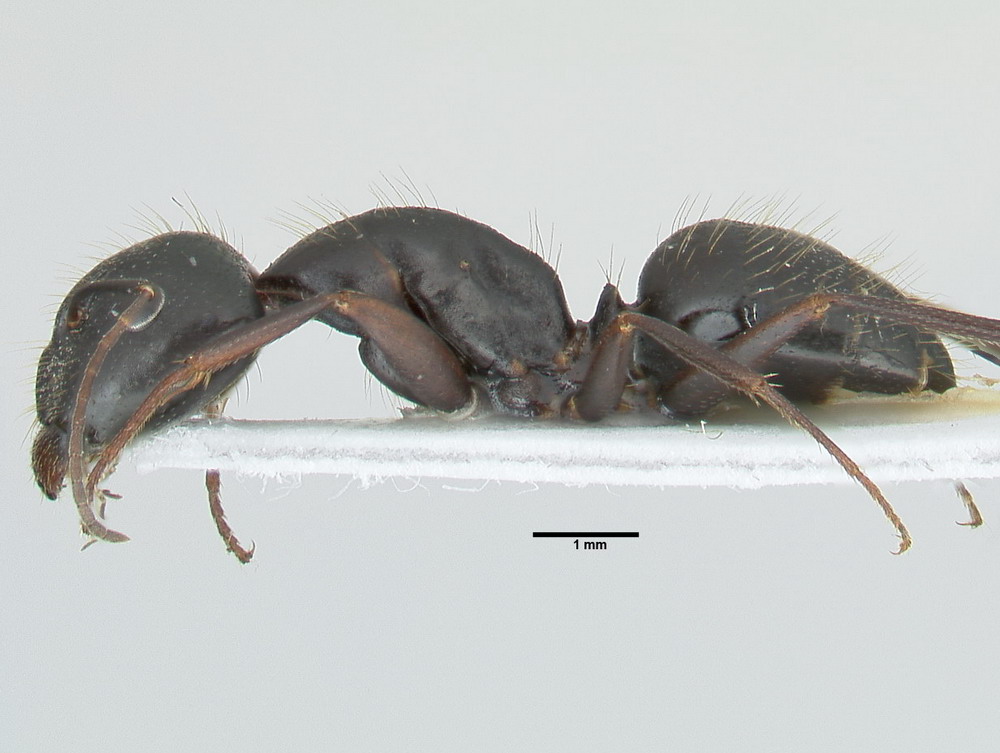 Camponotus aethiops, große Arbeiterin, lateral