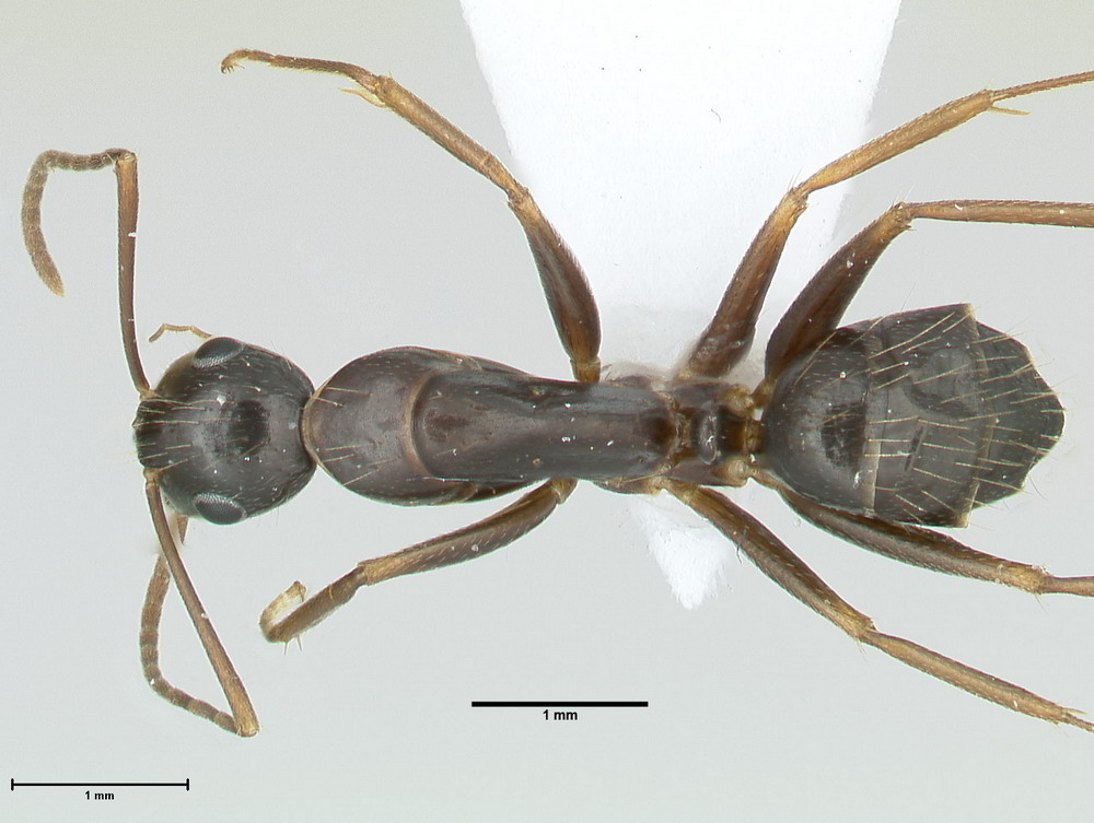 Camponotus aethiops, kleine Arbeiterin, dorsal