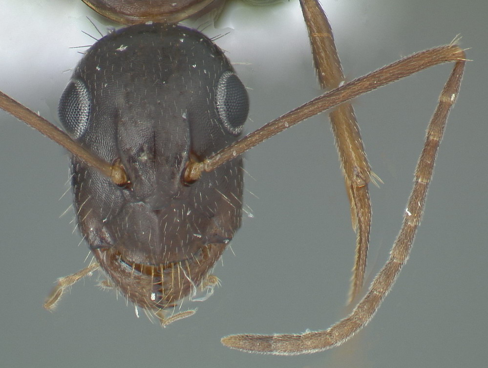 Camponotus aethiops, kleine Arbeiterin, frontal