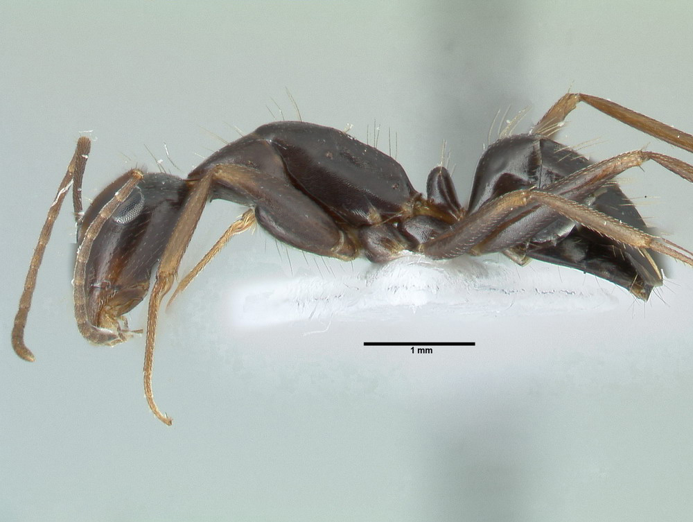 Camponotus aethiops, kleine Arbeiterin, lateral