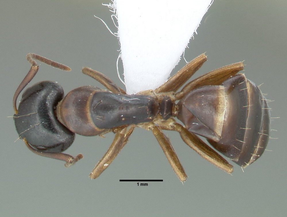 Camponotus fallax, große Arbeiterin, dorsal