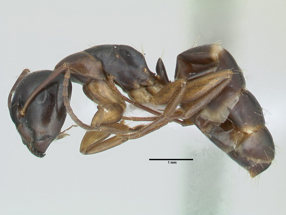 Camponotus fallax, große Arbeiterin, lateral