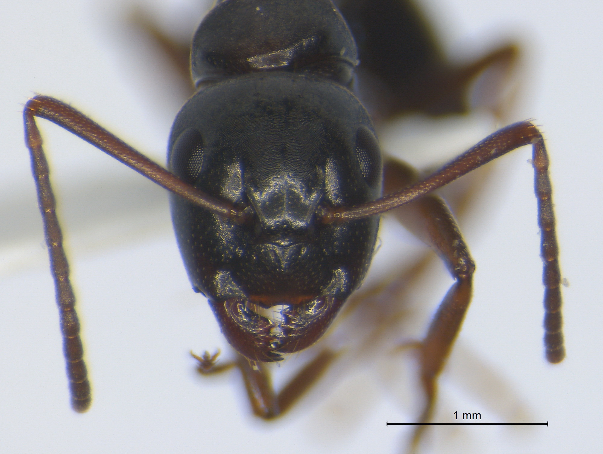 Camponotus fallax, kleine Arbeiterin, frontal