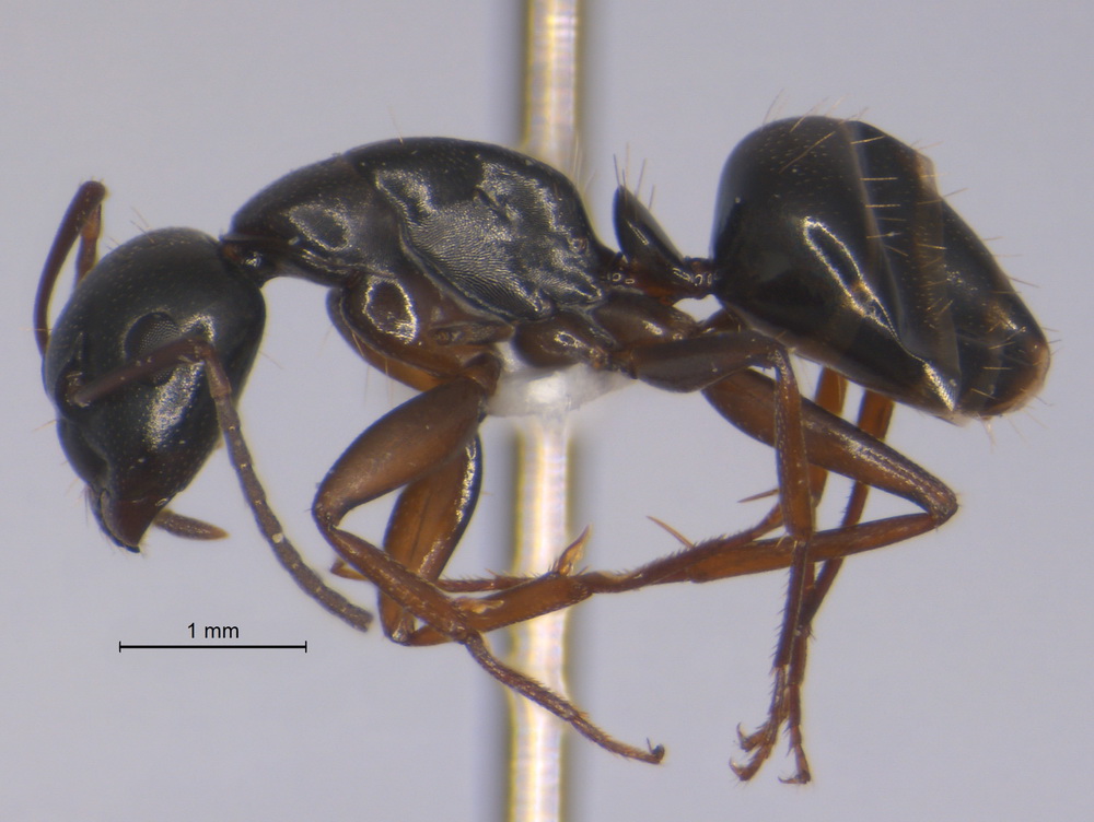 Camponotus fallax, kleine Arbeiterin, lateral