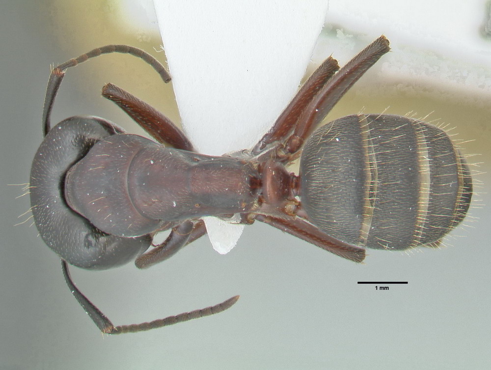 Camponotus herculeanus, große Arbeiterin, dorsal