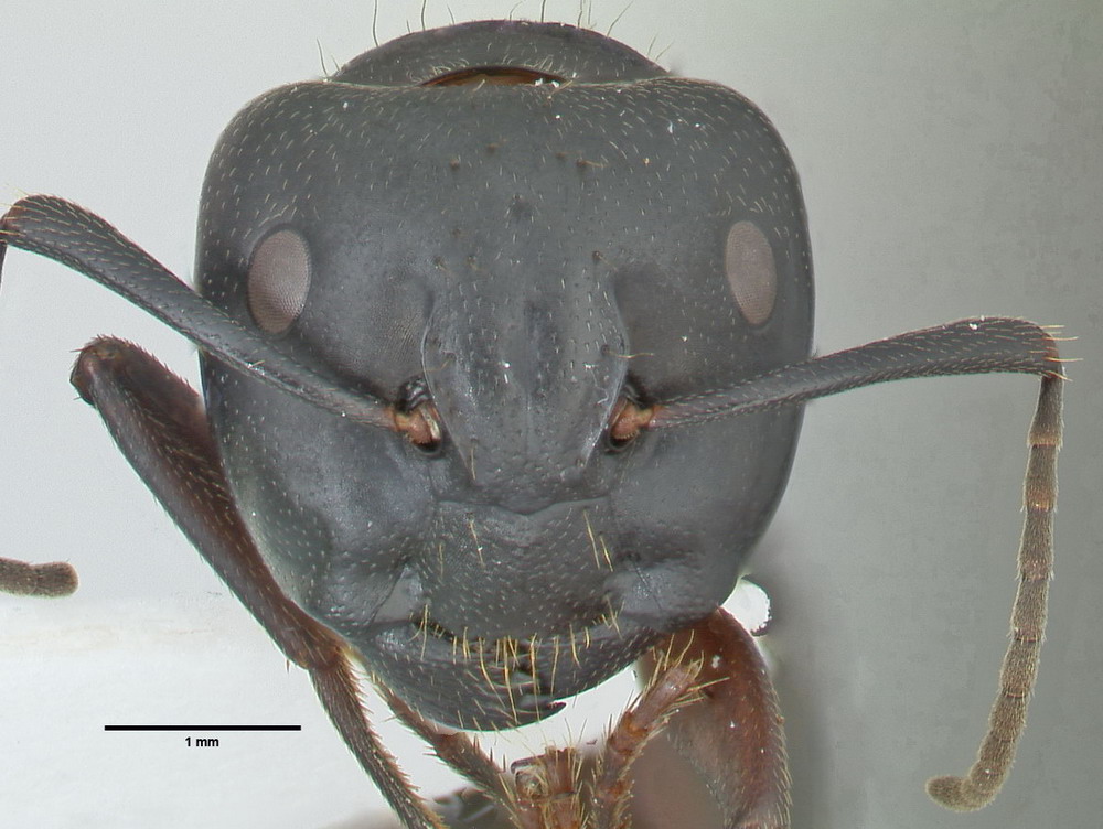 Camponotus herculeanus, große Arbeiterin, frontal