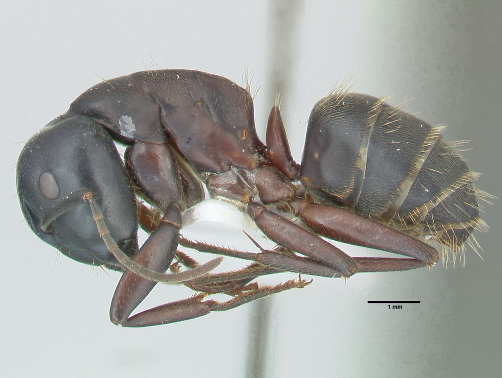 Camponotus herculeanus, große Arbeiterin, lateral