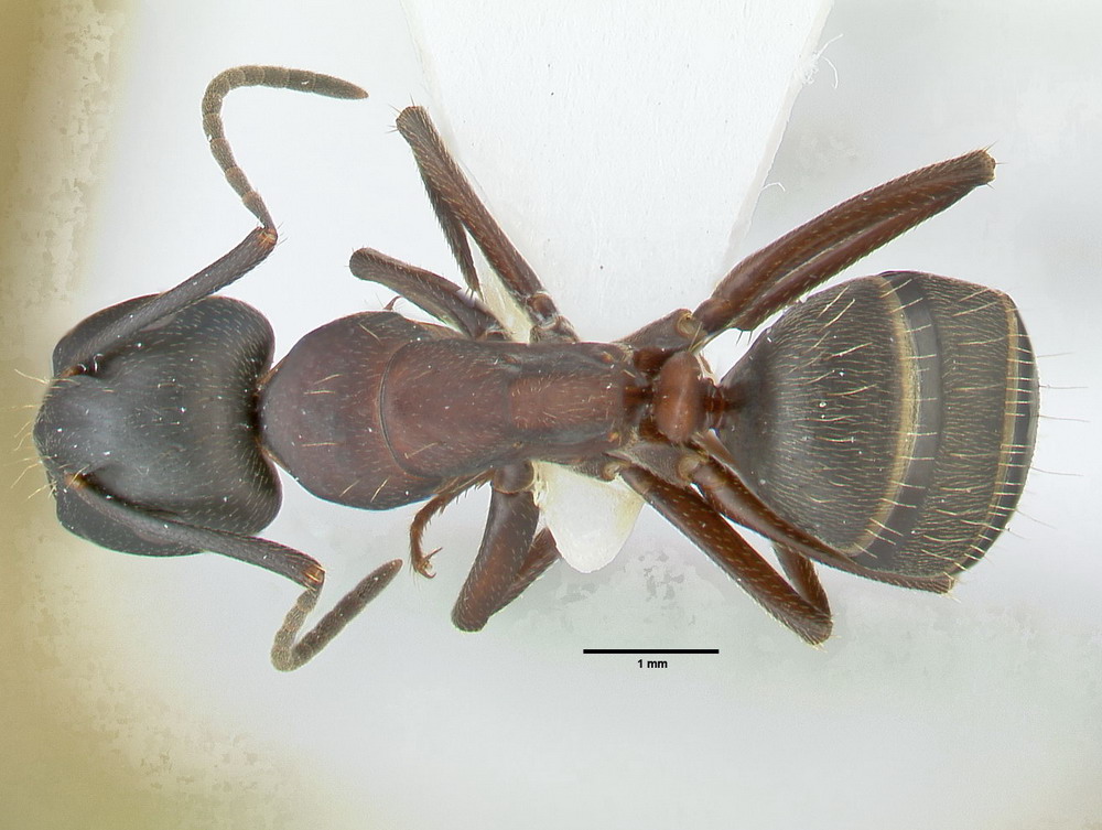 Camponotus herculeanus, kleine Arbeiterin, dorsal