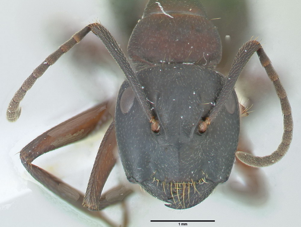 Camponotus herculeanus, kleine Arbeiterin, frontal