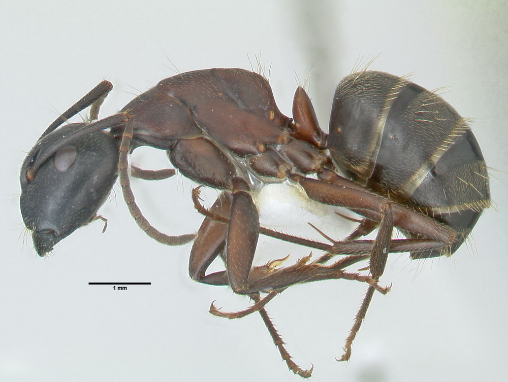 Camponotus herculeanus, kleine Arbeiterin, lateral