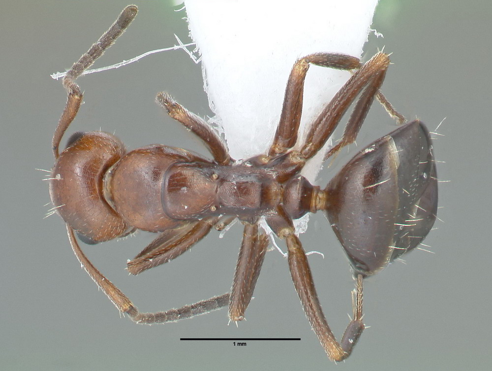 Camponotus lateralis, Arbeiterin, dorsal
