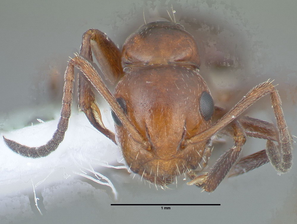 Camponotus lateralis, Arbeiterin, frontal