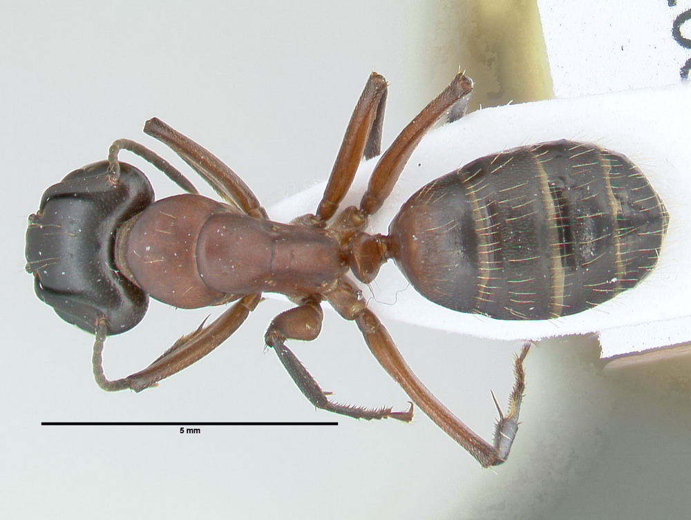 Camponotus ligniperdus, große Arbeiterin, dorsal