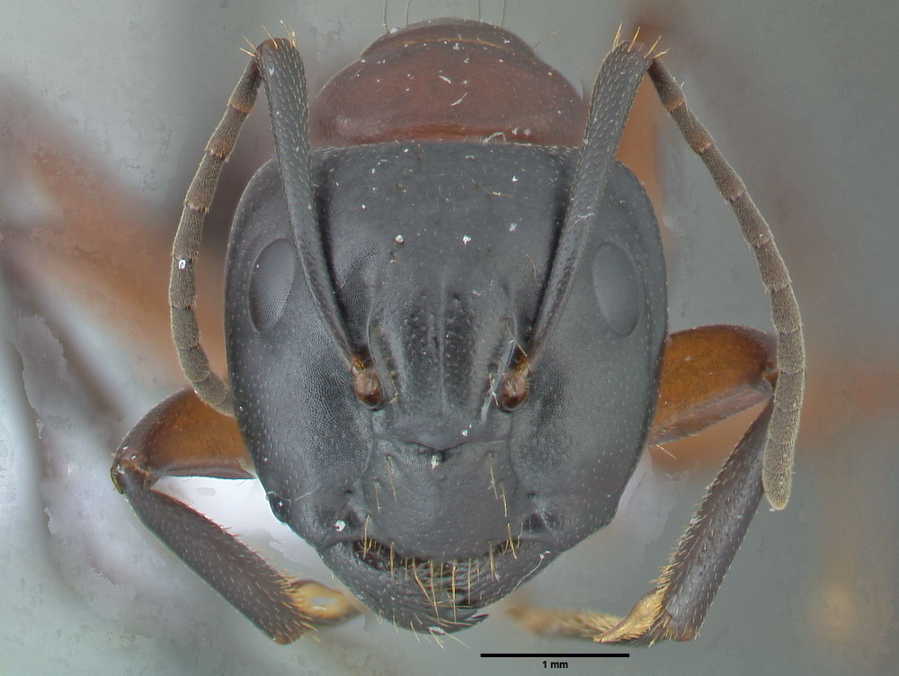 Camponotus ligniperdus, große Arbeiterin, frontal