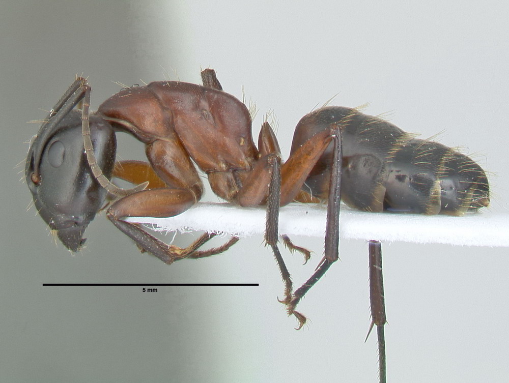 Camponotus ligniperdus, große Arbeiterin, lateral