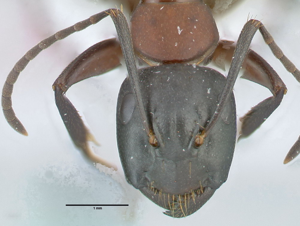 Camponotus ligniperdus, kleine Arbeiterin, frontal