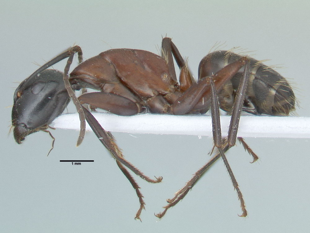 Camponotus ligniperdus, kleine Arbeiterin, lateral