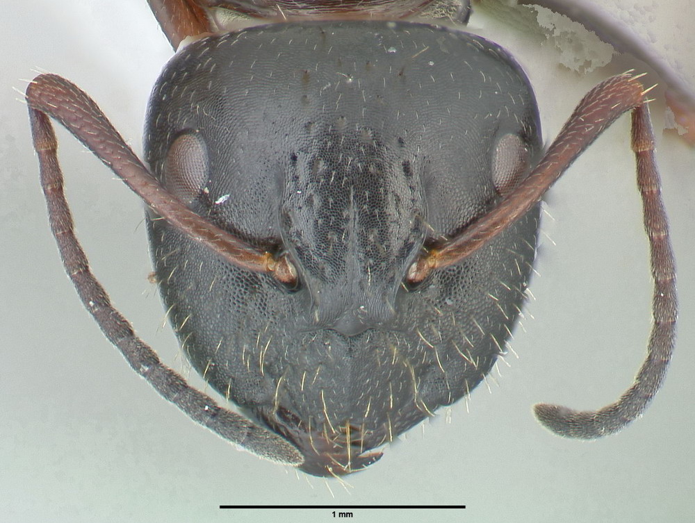 Camponotus piceus, große Arbeiterin, frontal