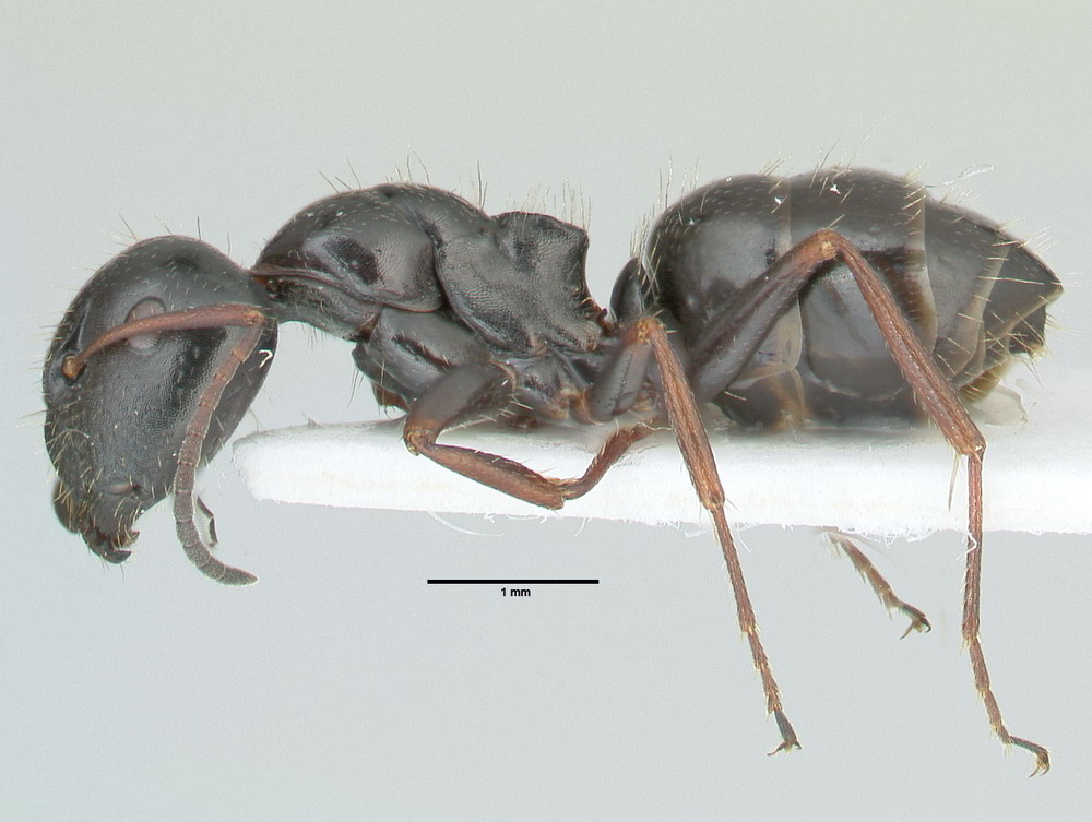 Camponotus piceus, große Arbeiterin, lateral