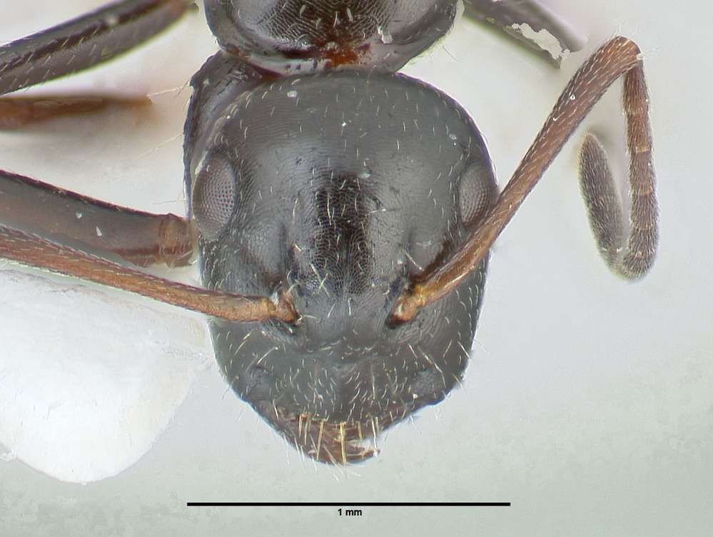 Camponotus piceus, kleine Arbeiterin, frontal