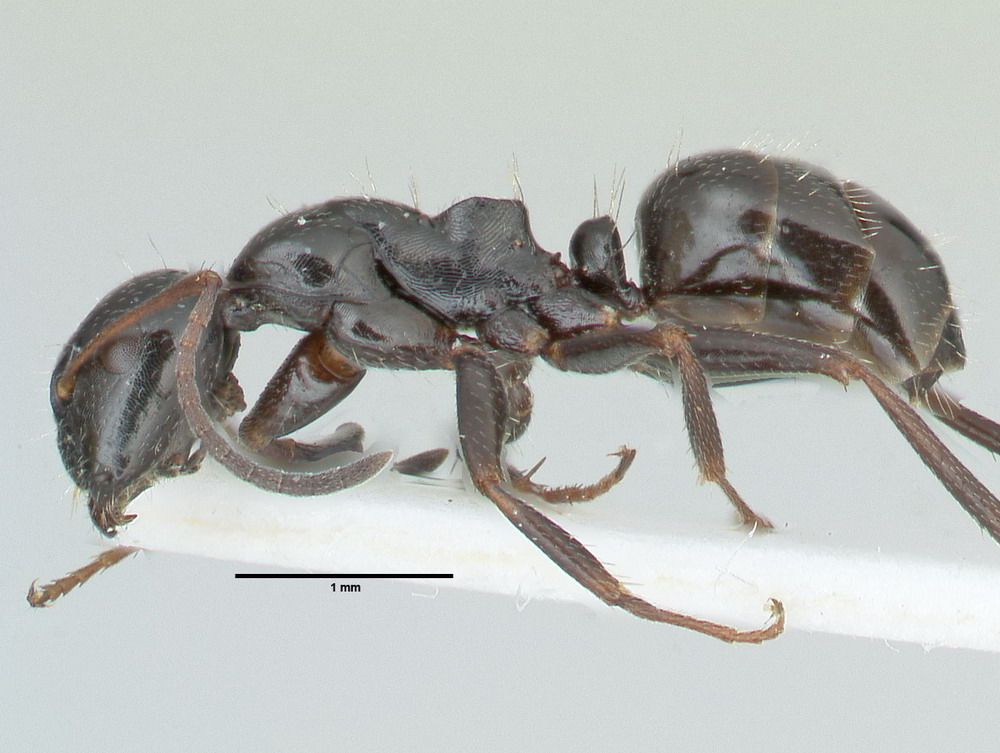 Camponotus piceus, kleine Arbeiterin, lateral