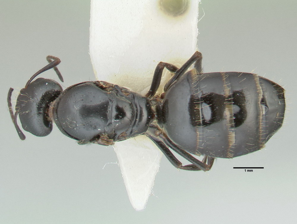 Camponotus piceus, Königin, dorsal