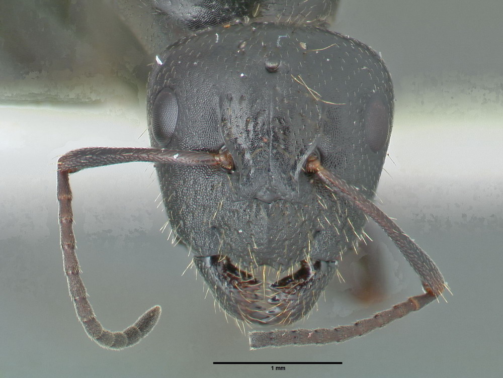 Camponotus piceus, Königin, frontal