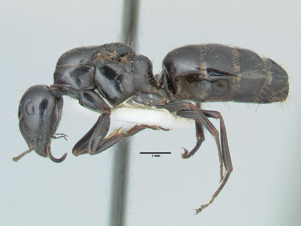 Camponotus piceus, Königin, lateral