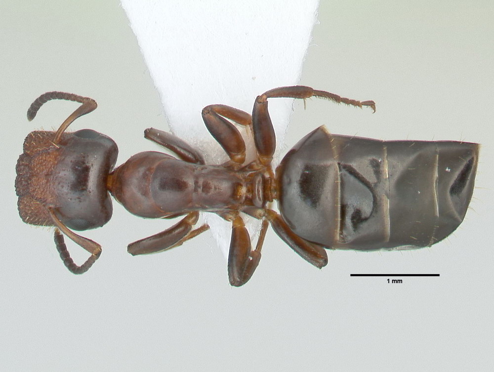 Camponotus truncatus, große Arbeiterin, dorsal