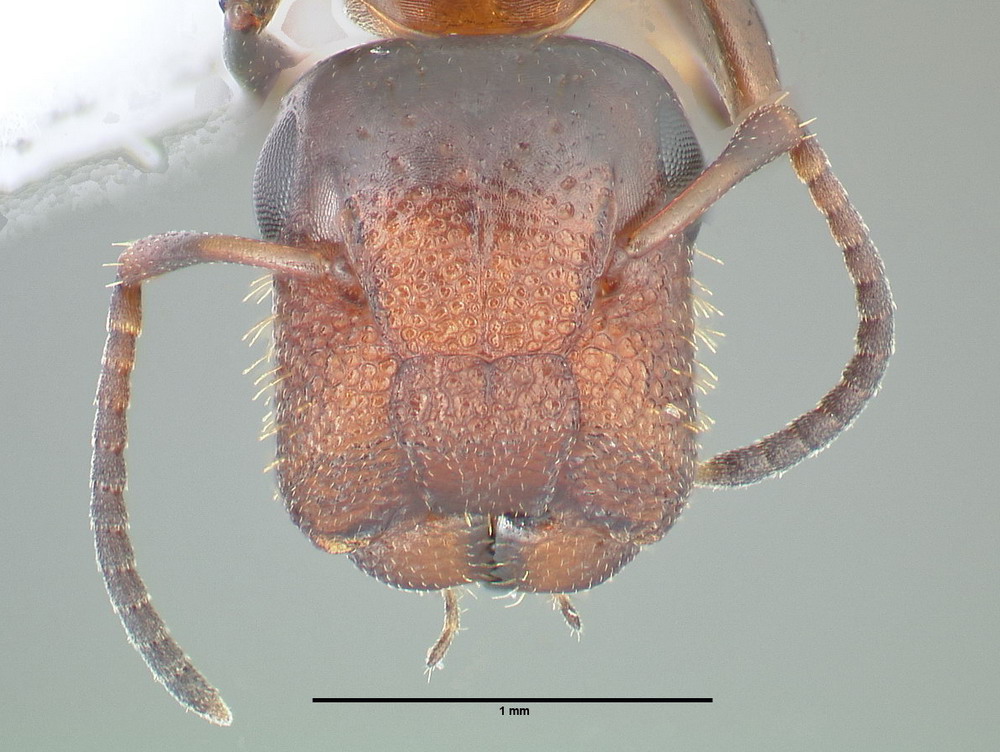 Camponotus truncatus, große Arbeiterin, frontal