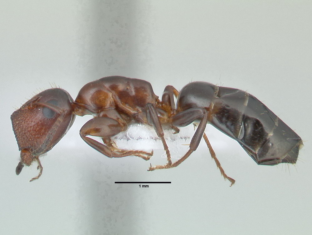 Camponotus truncatus, große Arbeiterin, lateral
