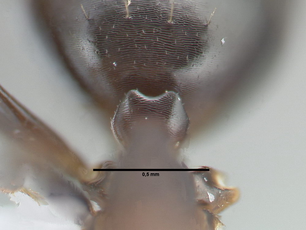 Camponotus truncatus, Oberkante des Petiolus bei der Arbeiterinnenmorphe