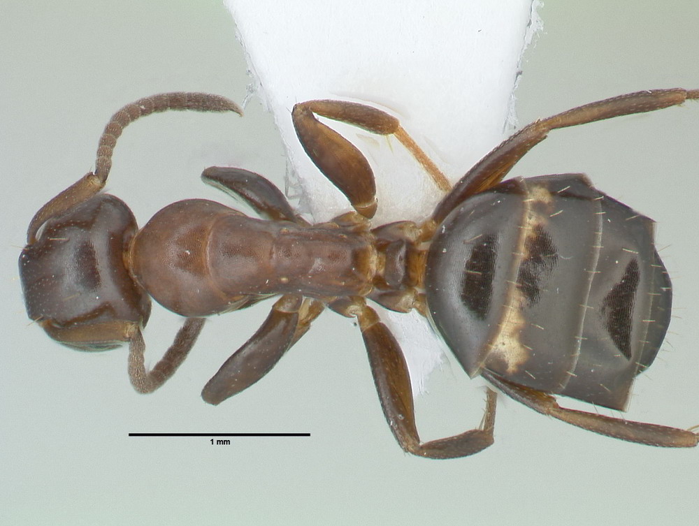 Camponotus truncatus, kleine Arbeiterin, dorsal