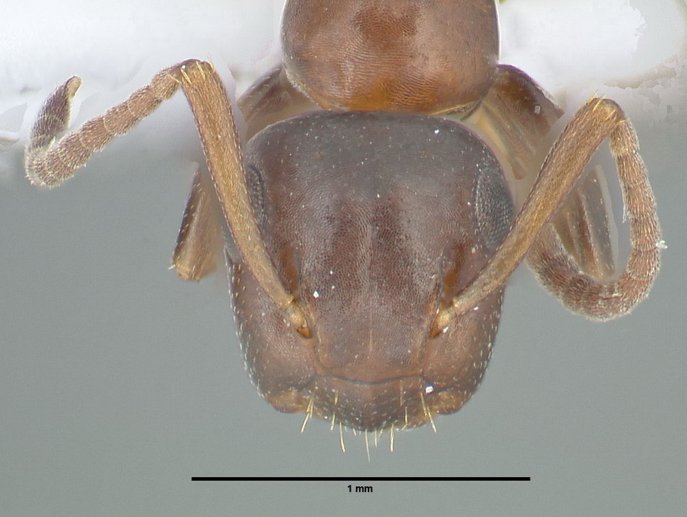 Camponotus truncatus, kleine Arbeiterin, frontal