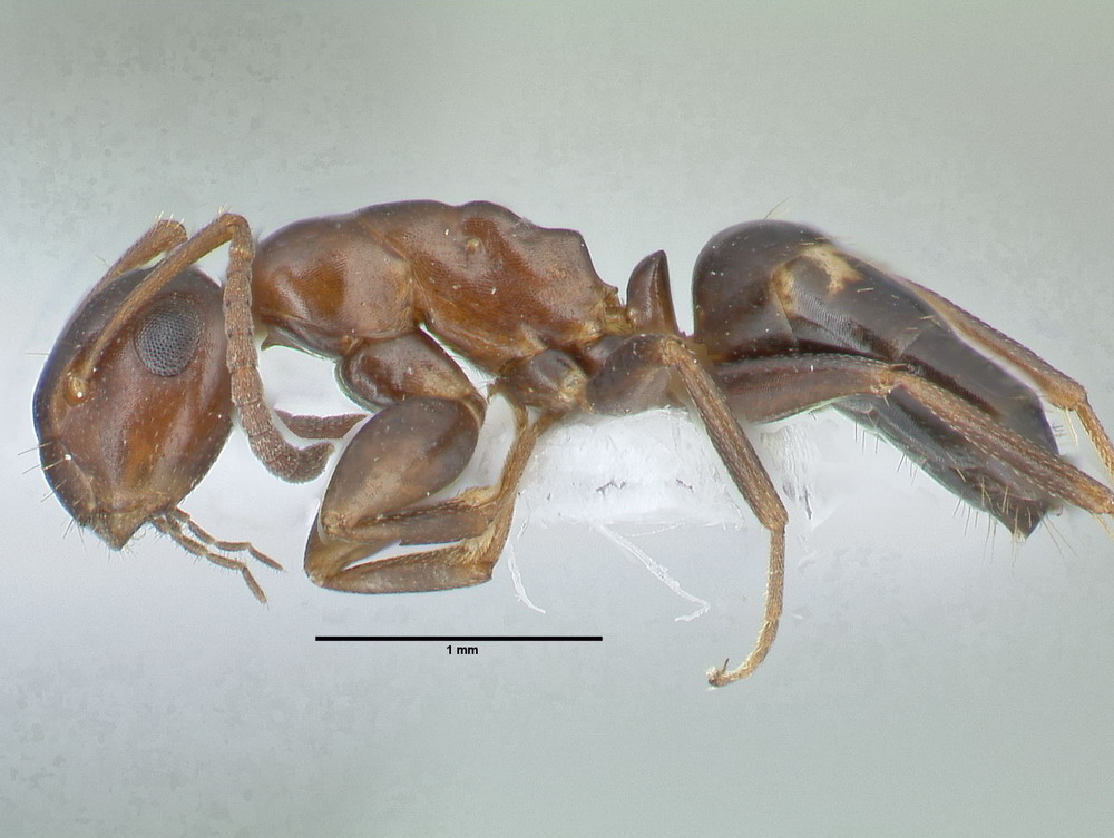 Camponotus truncatus, kleine Arbeiterin, lateral