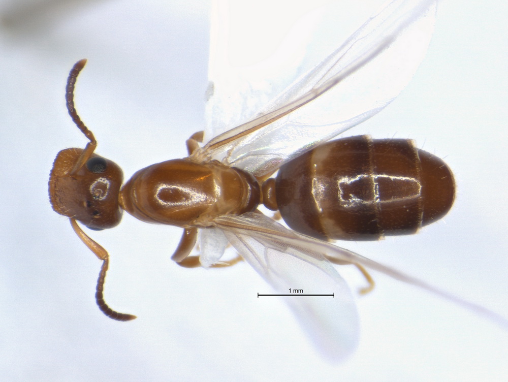 Camponotus truncatus, Königin, dorsal