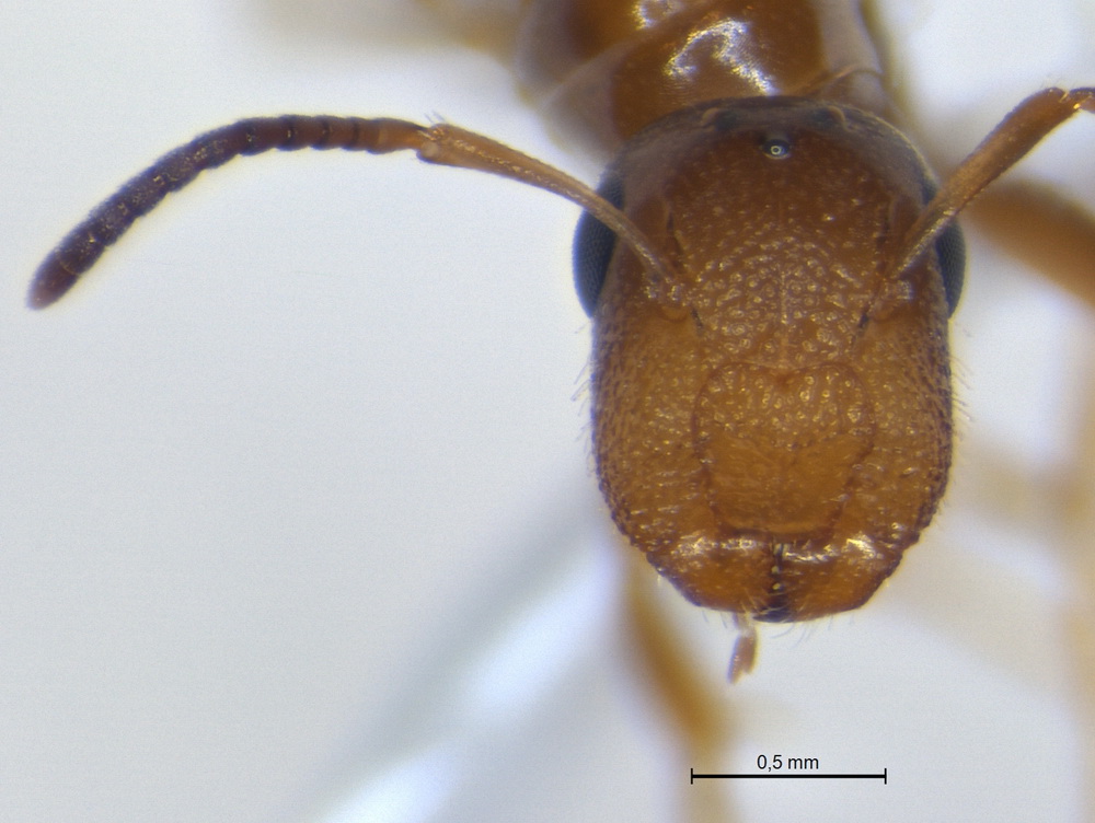 Camponotus truncatus, Königin, frontal