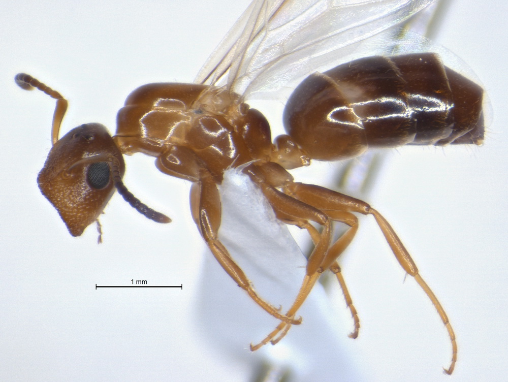 Camponotus truncatus, Königin, lateral