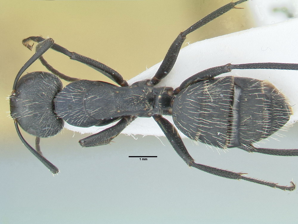 Camponotus vagus, große Arbeiterin, dorsal