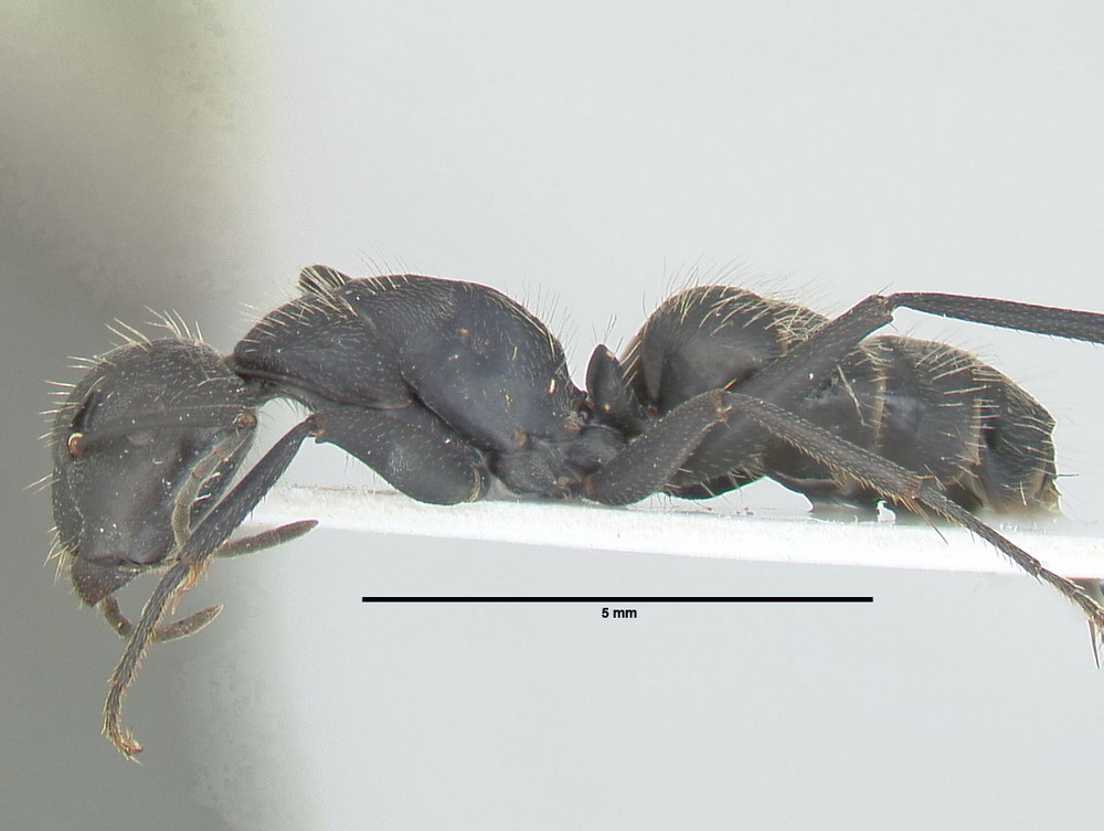 Camponotus vagus, große Arbeiterin, lateral