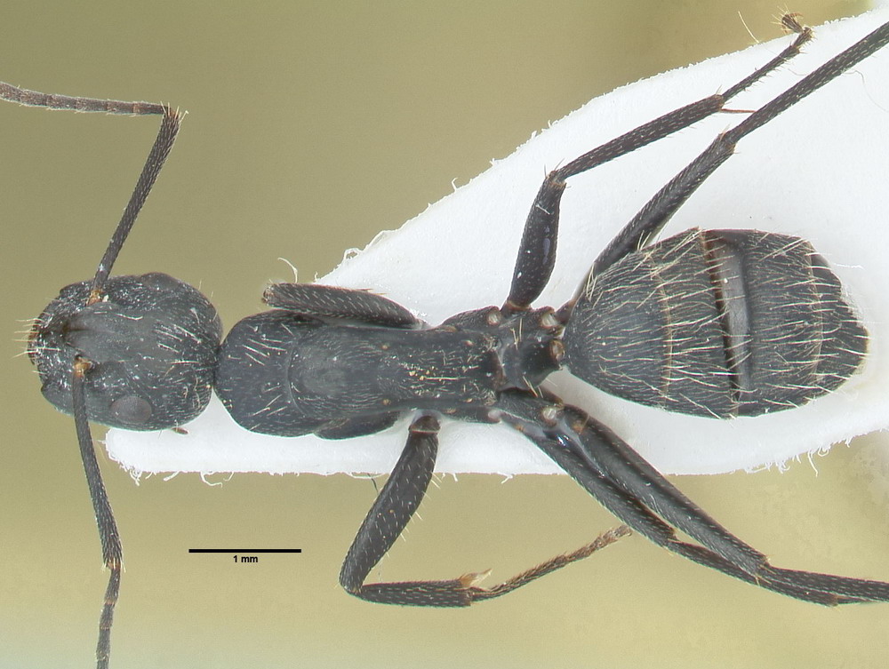 Camponotus vagus, kleine Arbeiterin, dorsal