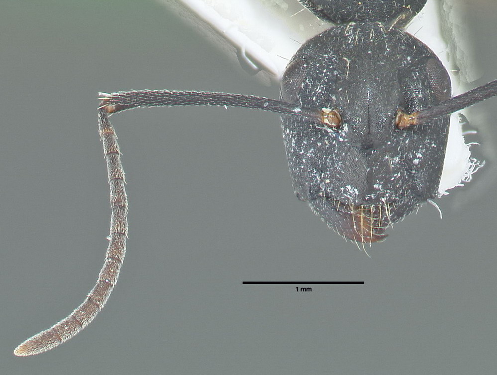Camponotus vagus, kleine Arbeiterin, frontal